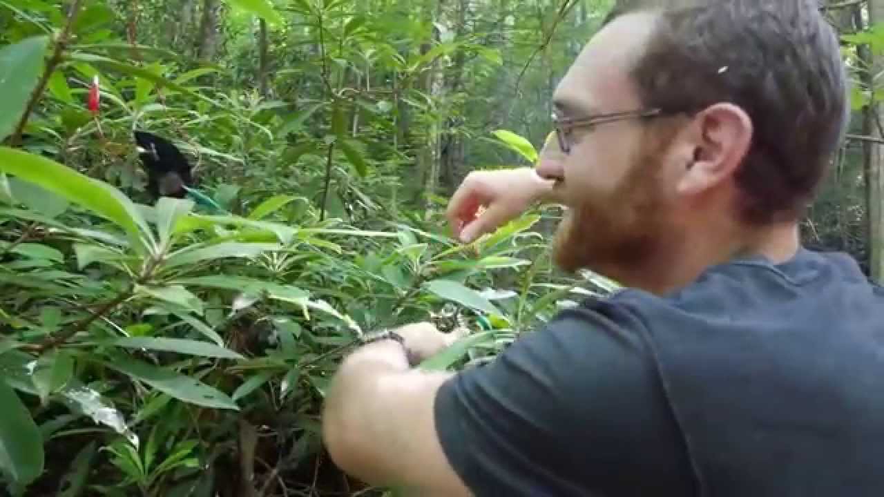 Sensitive Plants - QTouch Attiny85 tests