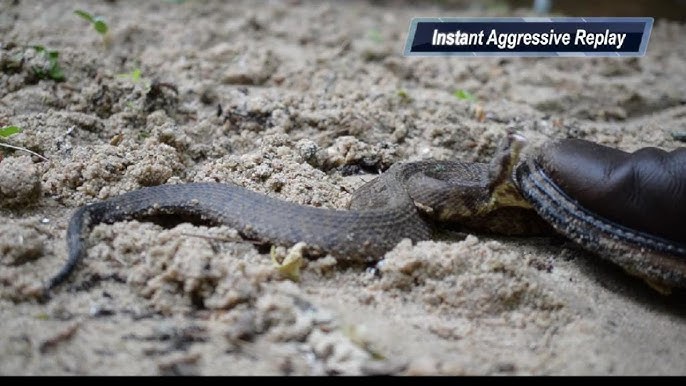 Zombie snake': Eastern hognose plays dead to avoid predators