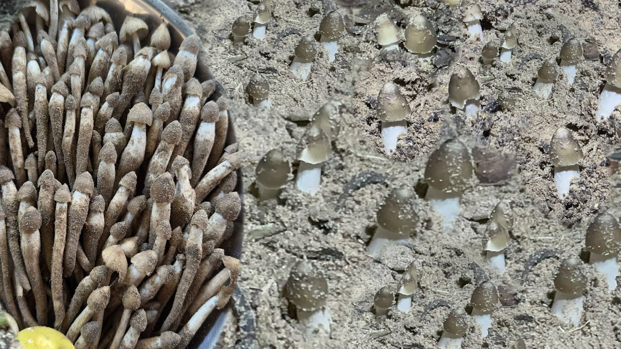 งัดๆยาย มีรุ่นกำลังโผล่  ตะมุะมิ  หมานสองเด้อ ปลวกแดง ปลวกจิก งามๆ จ้า #17/9/68 #เก็บเห็ดปลวก 