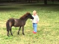 Un bebé juega con un caballo Falabella