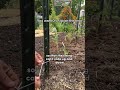 I Made A Tomato Trellis With The Biggest Yields!