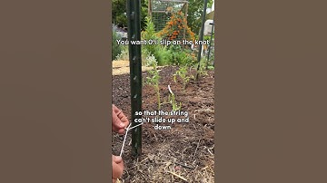 I Made A Tomato Trellis With The Biggest Yields!