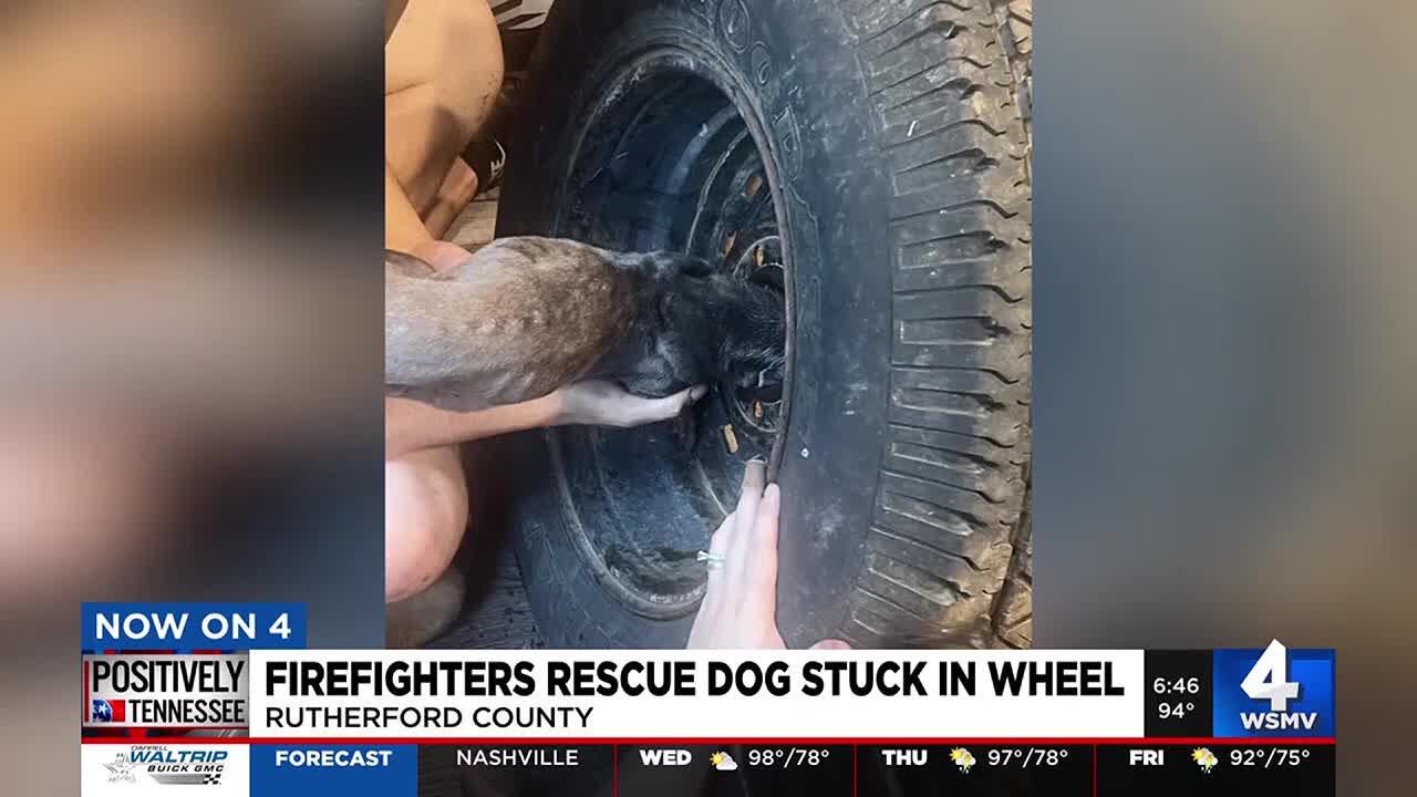 Firefighters rescue dog stuck in wheel - YouTube