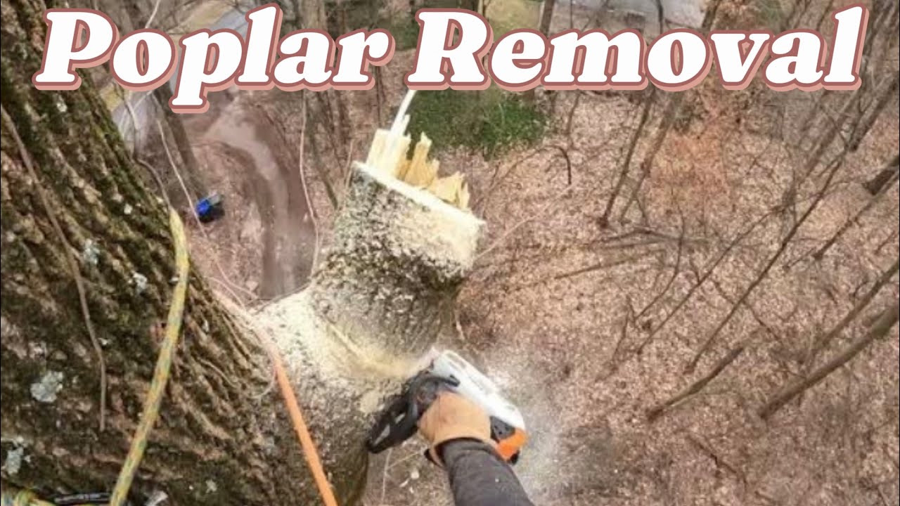 Large Poplar Tree Removal - YouTube