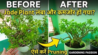 Jade Plant Pruning Guide | 1 बार काटो, घना और खूबसूरत बनाओ | Jade Plant Care Hindi