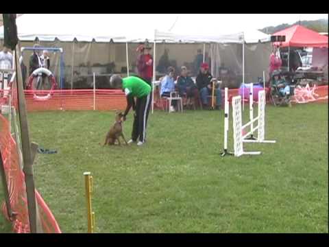 Brooke (Irish Terrier) runs at Kimberton, PA All-T...
