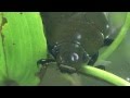 Kolbenwasserkäfer Water beetle Hydrophilus piceus 45mm