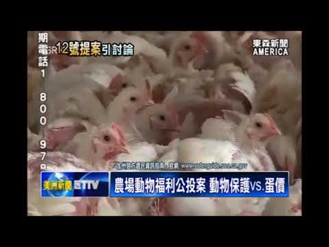 國際新聞 財經 農場動物福利公投案 動物保護vs.蛋價
