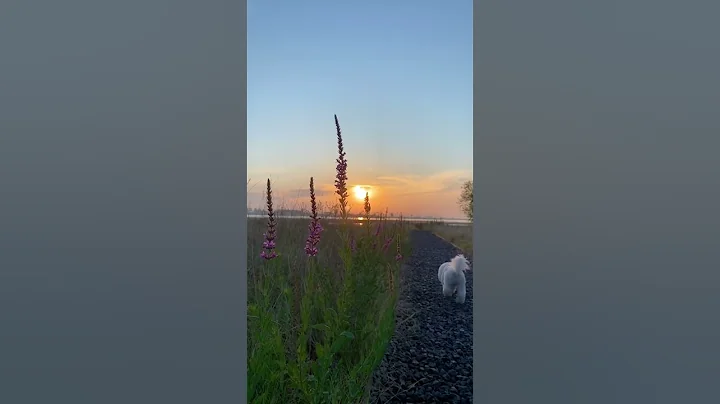 【藍胖小花匠🎏】假如再也早起不了……祝你早安、早安、早安#清晨第一縷陽光#被夏日治癒的美好瞬間#治癒系風景#早安 - 天天要聞
