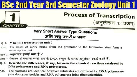 🔴 BSc 2nd Year 3rd Semester Zoology Unit 1 Process of Transcription Questions and Answers in Hindi