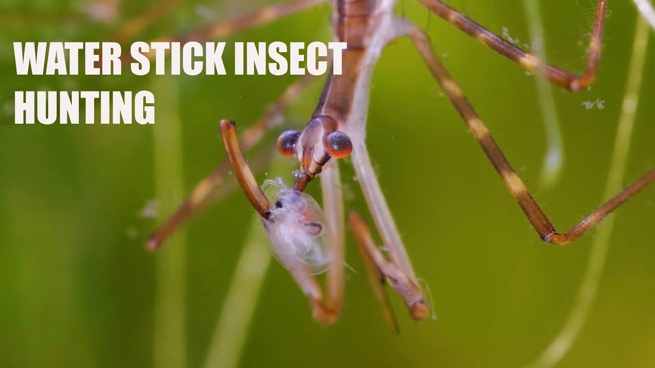 Master of Camouflage: Water Stick Insect's Deadly Pursuit.