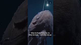 The bizarre relationship between male and female anglerfish in the deep ocean!