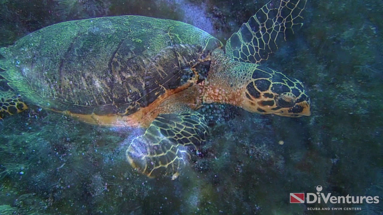 Travel with DiVentures