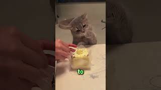 The Gentleman Cat Who Shared His Birthday Cake 🔥❤️#cute #funny #cat