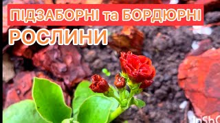 РОСЛИНИ МОГО САДУ. ПІДЗАБОРНІ та БОРДЮРНІ. 🧡🌿