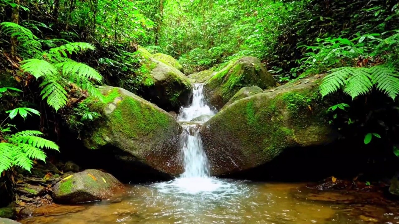 CALM RIVER STREAM SOUNDS FOR INSOMNIA RELIEF, SLEEPING FAST AND STUDY FOCUS | NATURE SOUND