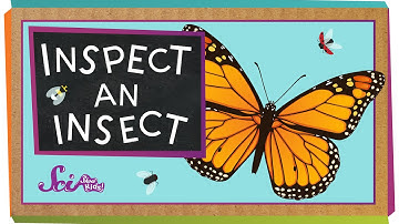 Inspect An Insect