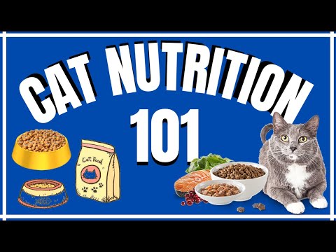 วีดีโอ: Feline Nutrition 101 - พื้นฐานการเลี้ยงแมวของคุณ