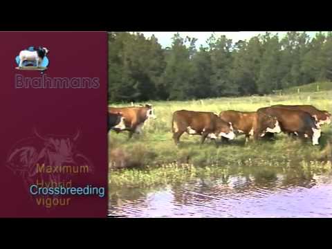 ABBA - Brahmans Video