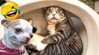 Funny ANIMALS videos😬 Funniest Cats and Dogs 2024 😹🐶#18