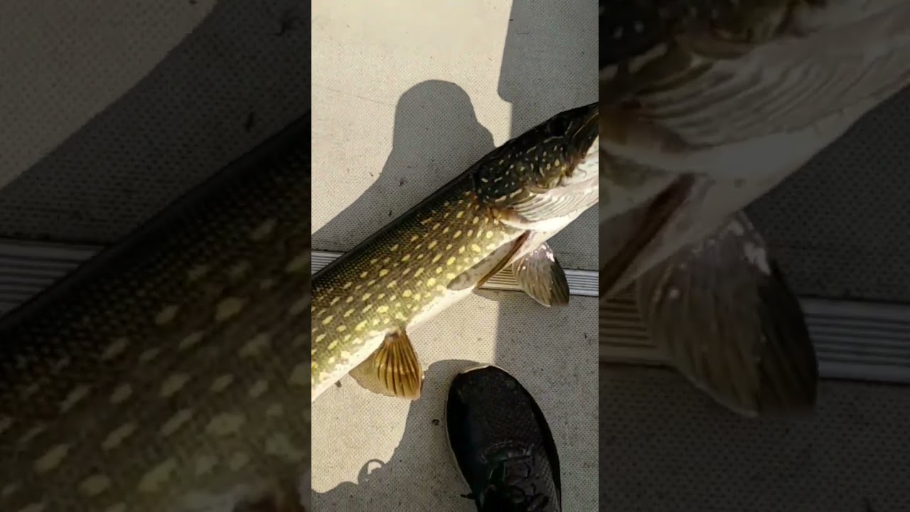 Щука на джерки 