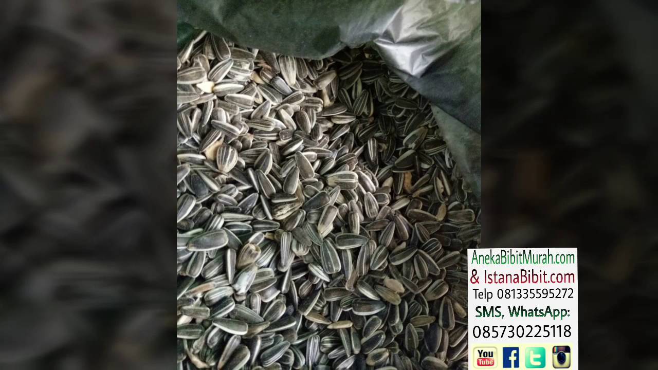 Jual biji kuaci  bunga  matahari  harga grosir 0813 3559 5272 