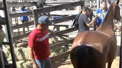 O que é preciso para tirar GTA?