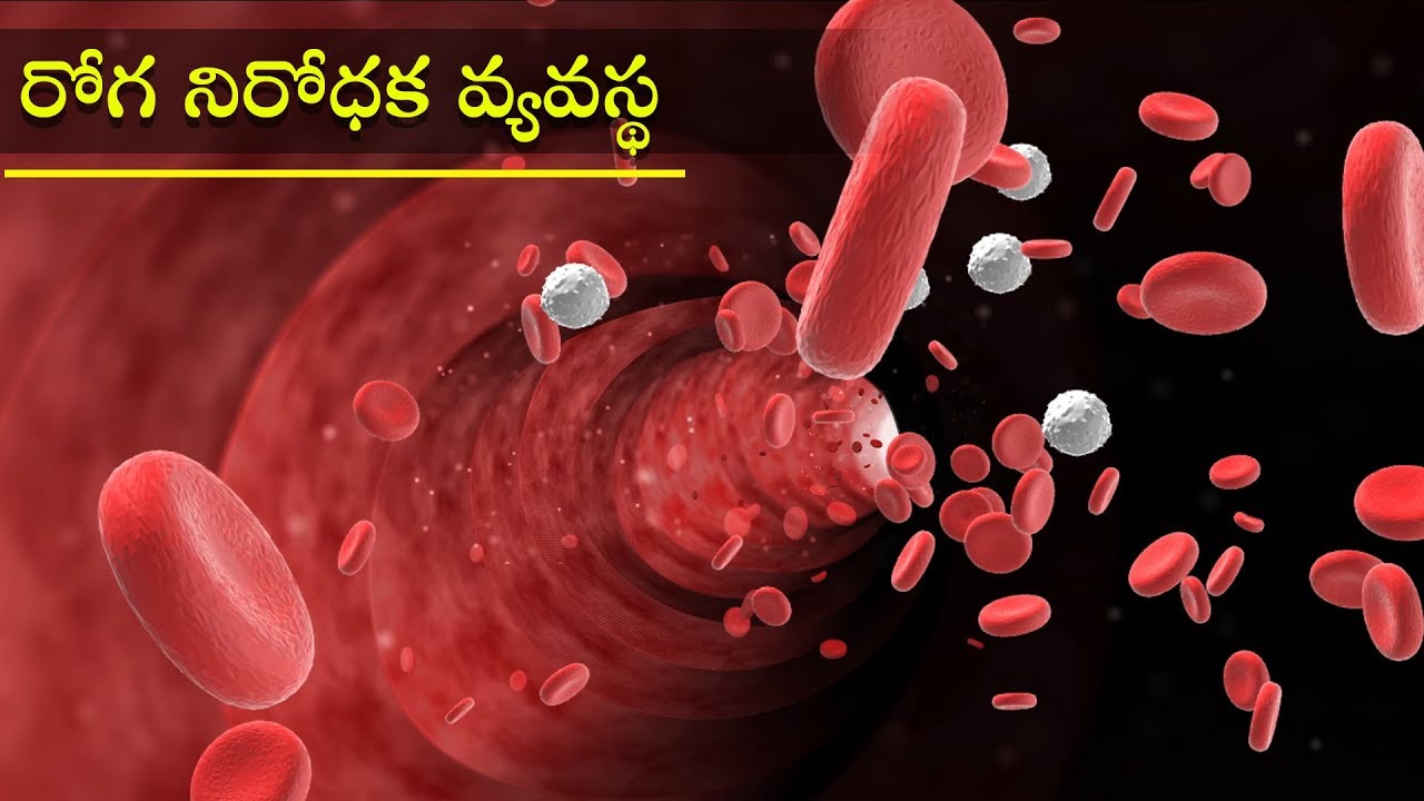 మానవ రోగనిరోధక వ్యవస్థ | Human Immune System | Human Health and Disease | Grade 12 Biology