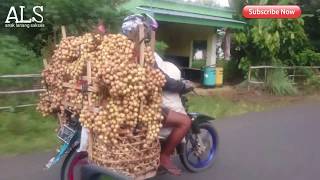 Download Lagu PANEN BUAH RAMBAI | Musi Rawas Purwodadi Sumsel MP3 Download Lagu PANEN BUAH RAMBAI | Musi Rawas Purwodadi Sumsel MP3