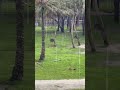 See the Giraffes at Animal kingdom Lodge- Disney World (Orlando)