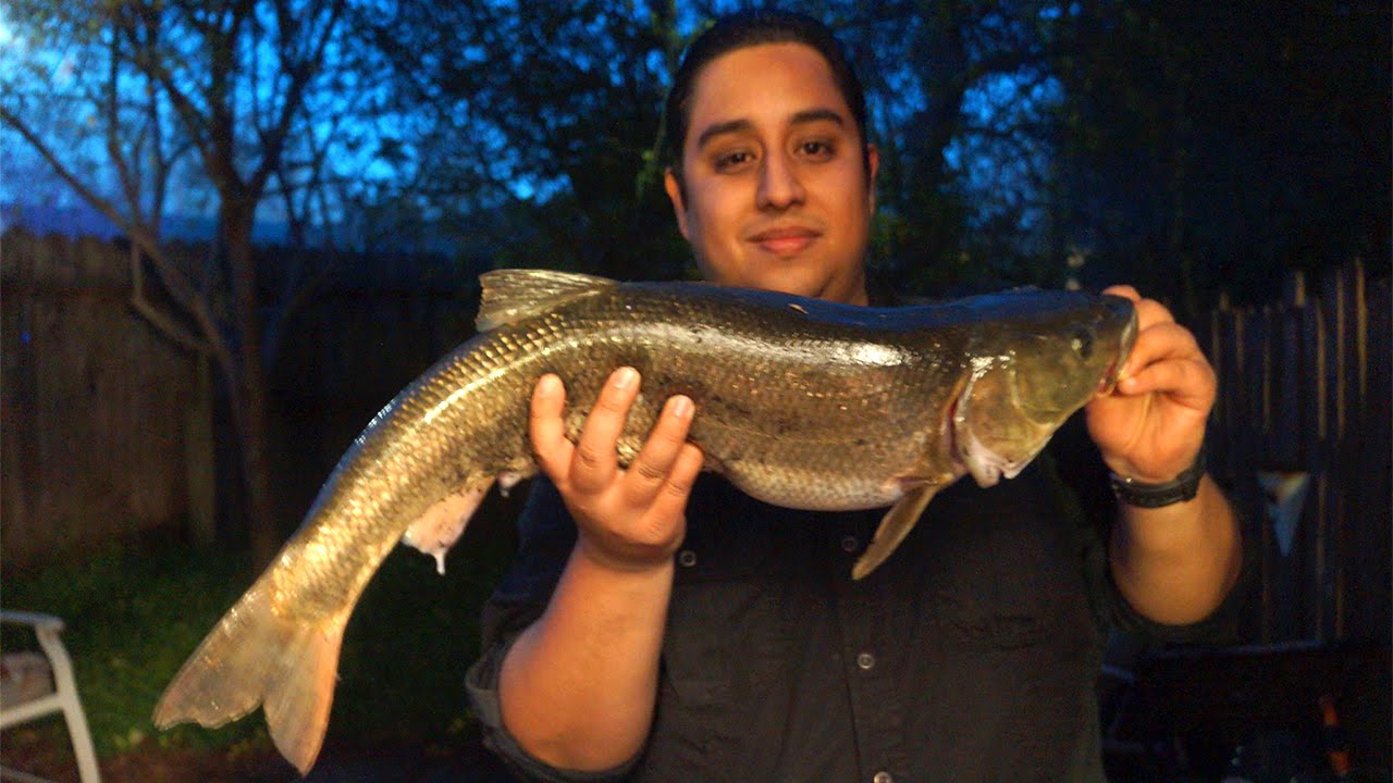 Caught and kept 2 Pike Minnow. The largest one I've caught, so far. :  r/Fishing