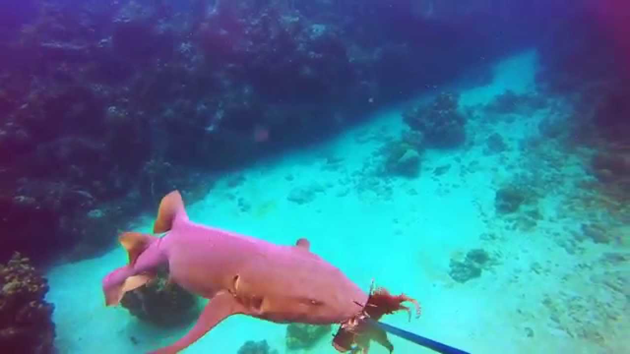 Nurse Shark eats Lionfish (my lunch). YouTube
