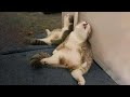 Funniest Cats 😹 - Don't try to hold back Laughter 😂 - Funny Cats Life