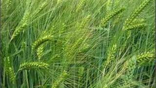 The Wind that Shakes the Barley chords