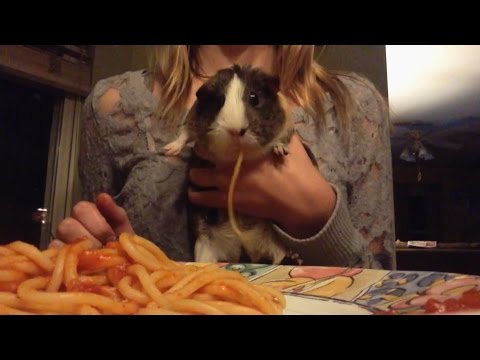 Forget Pizza Rat, Here's Spaghetti Guinea Pig