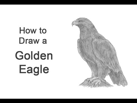 How to Draw a Golden Eagle - YouTube