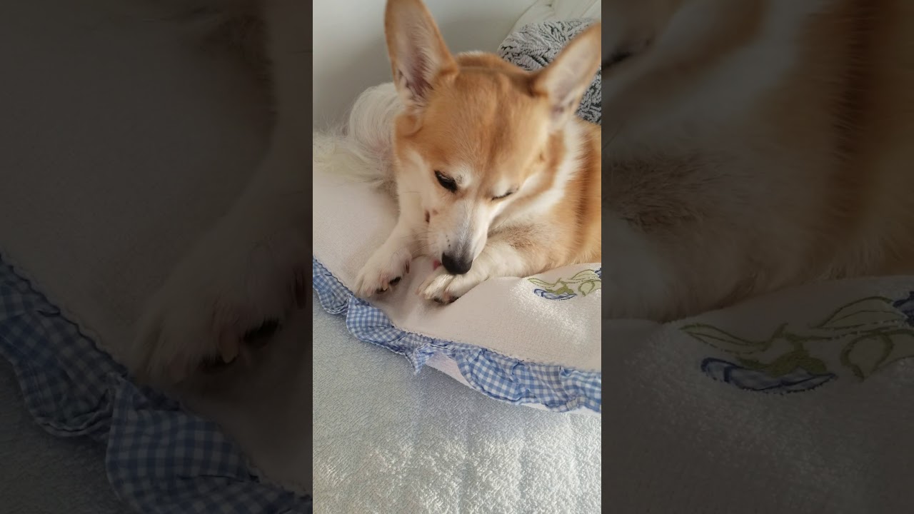 犬のあくびの本当の理由❗