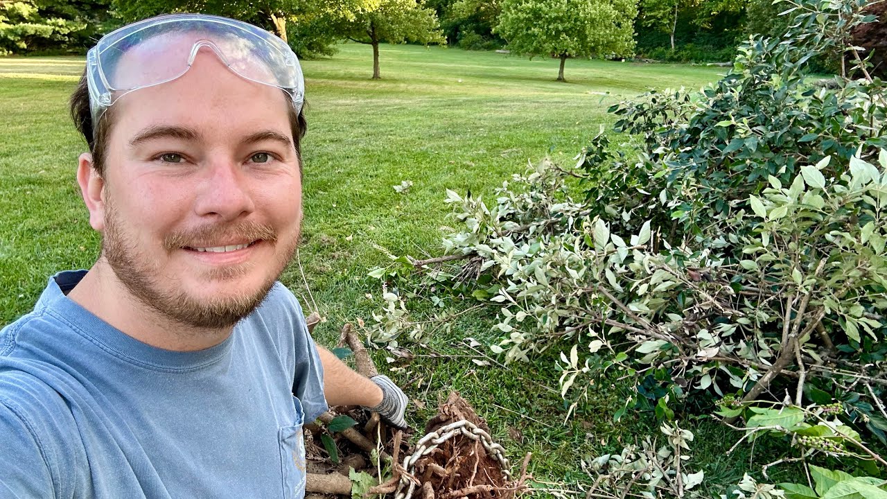 More Proven Winners Trial Shrubs (AND Removing Stubborn Viburnum) | The Southerner's Northern Garden