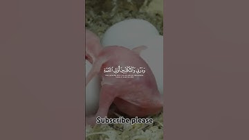 Surah Al-Muzzammil ayat 10-12 سورة المزمل 12-10الآية  #arabic #foru #foryou #quran #ayat #viralvideo