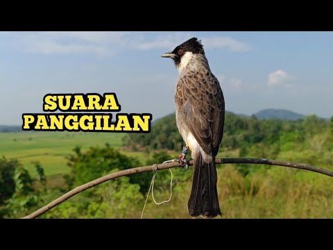 memanggil kutilang liar