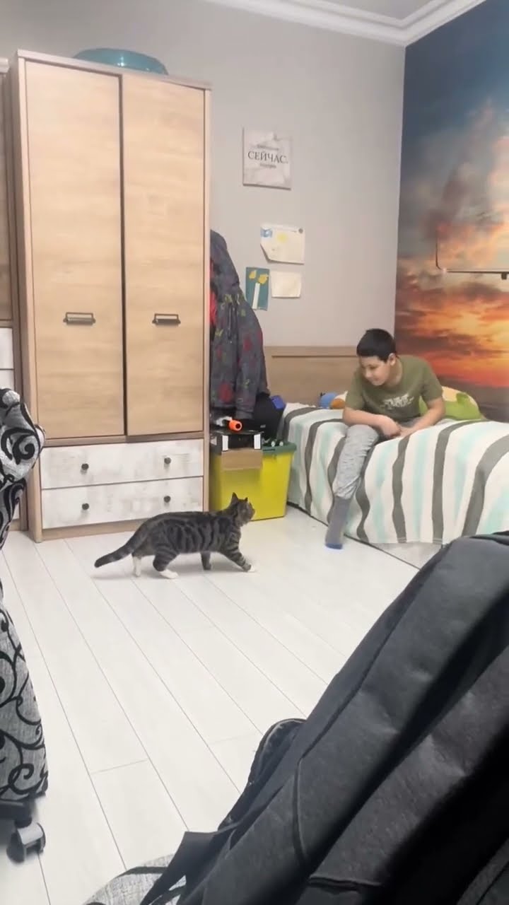 C magnifique vidéo chat