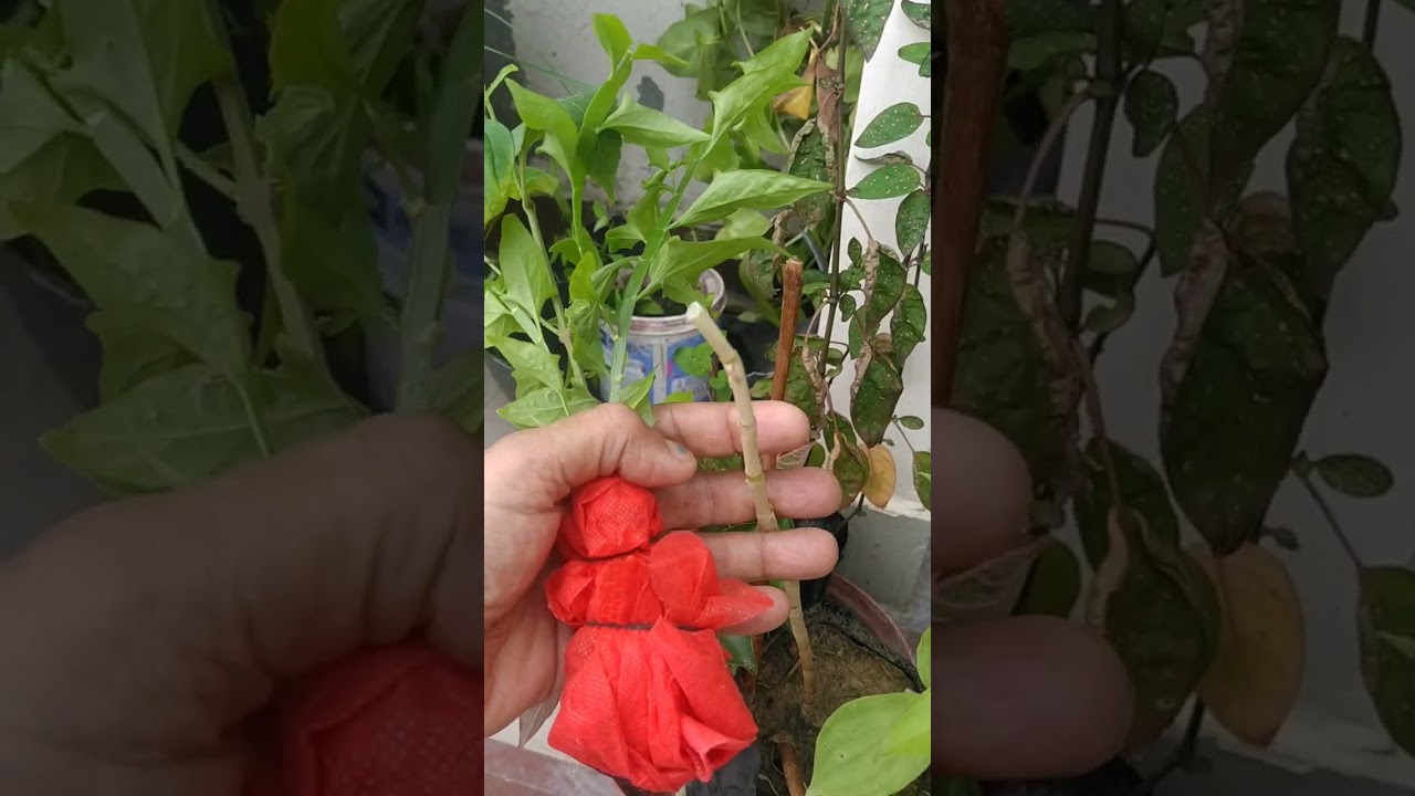 plant exchange / gifting ideas..part4 ..............9 October 2023