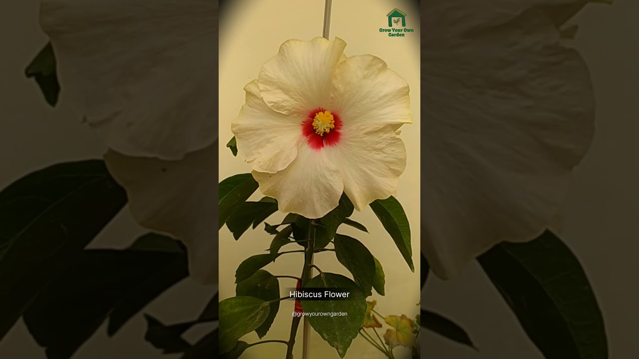 Hibiscus Bloom Show! 🌺✨ Must-Have Tropical Flower for Every Garden 