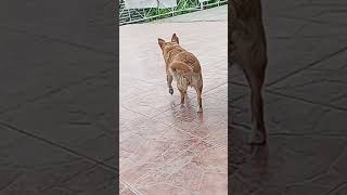 Саморкандский Гостиничный Шобак 16 04 2026