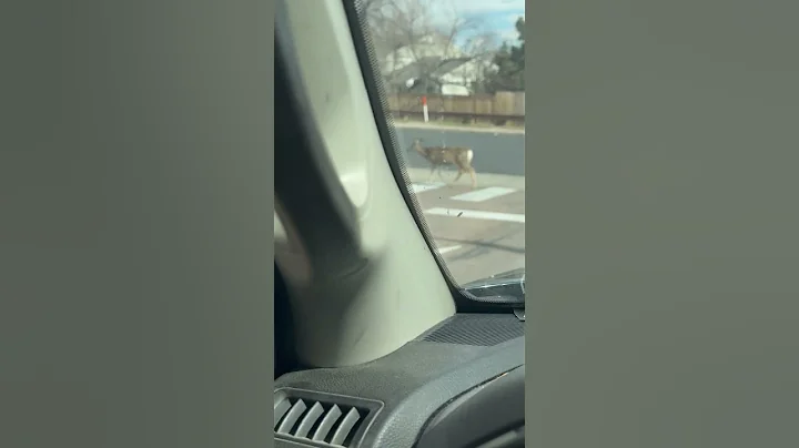 Deer Know How to Safely Use Crosswalk || ViralHog
