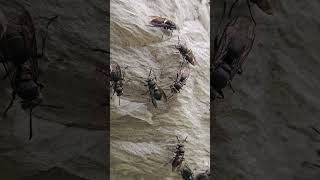 Inversion A Destino De La Inteligencia Del Continuo