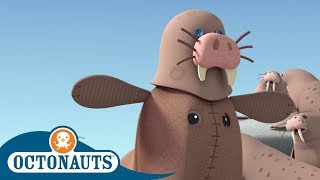 #StayHome Octonauts - The Great Walrus Disguise | Full Episodes | Cartoons for Kids