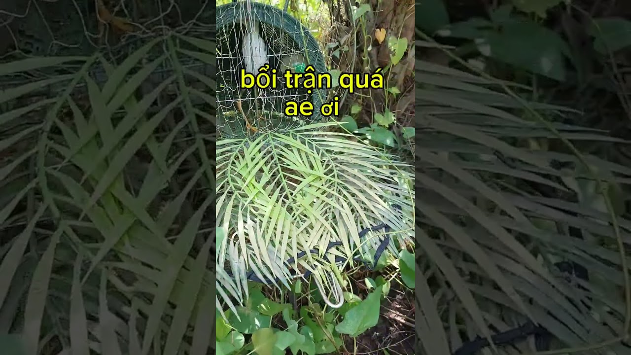 Trống tơ Giao lưu cùng ae đam mê 