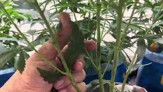 Growing weed, rs11, Amina’s cake and jelly donutz