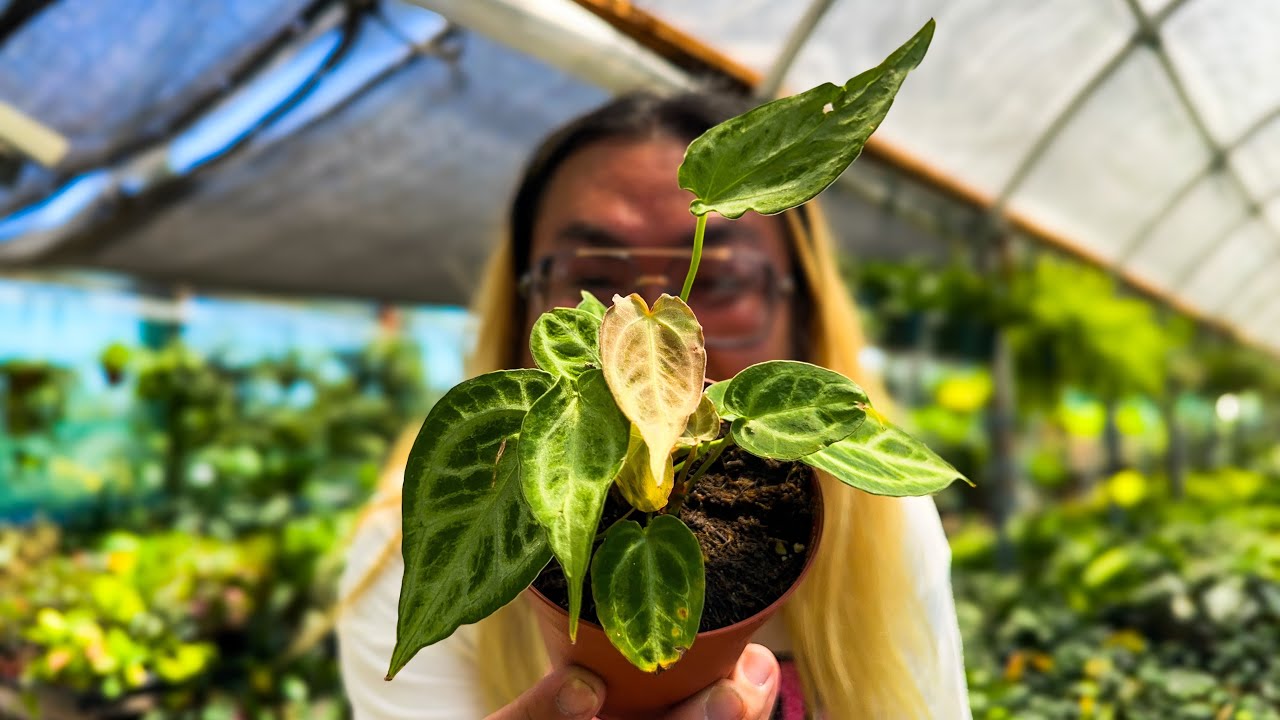 Woke Up Feeling Like Picking Up a Wishlist Plant 🔥